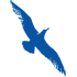 Cape Air