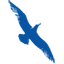 Cape Air